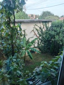 Zahrada ubytování Apartman Hrkalovic