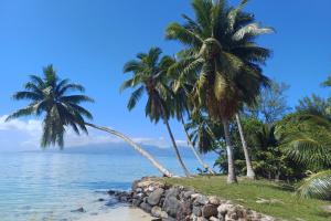 two palm trees on the shore of a beach at VILLA VAIROARII - Garden & private beach in Afareaitu