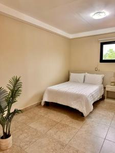 a bedroom with a bed and a potted plant at Departamento en el centro de Apatzingán in Apatzingán de la Constitución +8 photos