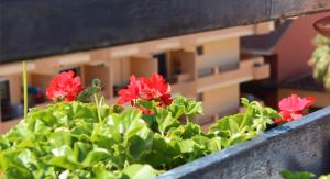 Zahrada ubytování Apartamentos Park Plaza