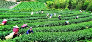 奋起湖天一休闲民宿的一群在茶园工作的人