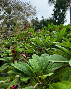 a garden of green plants with red flowers and trees at AAC in Chennai