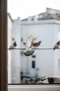 a group of birds sitting on a window sill at cozinesT eco apartment in Zagreb