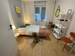 a small dog sitting on a rug in a bedroom at 5 minut do Zamku in Malbork
