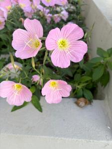 a bunch of pink flowers in a flower pot at Haus Rosi in Rhodes Town