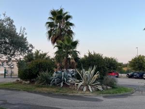 een palmboom en planten op een parkeerplaats bij Hotel Caiman in Pierrelatte