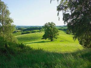 a green field with a tree in the middle of it at Familien-Ferienhaus unweit vom Kummerower See in Gorschendorf
