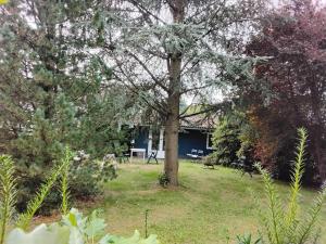 a blue house with a tree in the yard at Hochwald chalet in Bad Sachsa