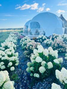 Fotografie z fotogalerie ubytování LoveLand Farm Kupolai v destinaci Dyburiai