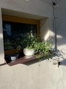 Fotografie z fotogalerie ubytování Apartmán U Růži v destinaci Sloup
