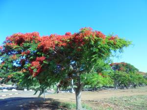Giardino di Sunway Residence