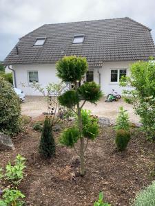 a small pine tree in front of a house at OTTOC Ferienwohnung in Üxheim