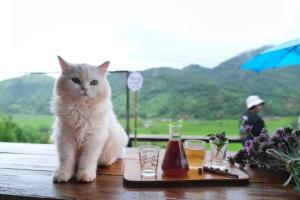 a white cat sitting on top of a table at เวนิสบ้านเวร โดมใส in Ban Khun Nam Nan