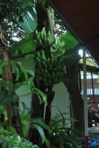 Foto de la galeria de Goodday Backpackers a Pokhara