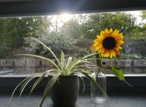 Zahrada ubytování Ferienwohnung Morgenlicht
