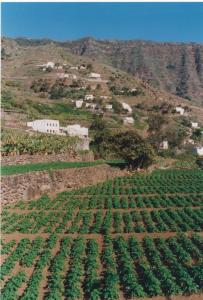 a field of green crops on a mountain at Casa Rural La Cuadra in Hermigua