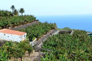 an overview of a banana plantation with the ocean in the background at Casa Rural La Cuadra in Hermigua