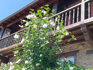 Balkón nebo terasa v ubytování Apartamentos Calm & Nature - Adults Only