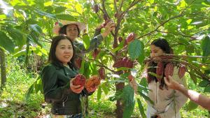 un gruppo di persone che si trovano di fronte a un albero di cacao di La cacaoyère a Saint-Benoît