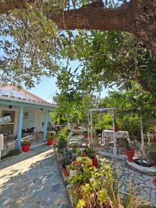 a garden with potted plants in front of a house at Villa Mimika in Vasilikos +33 photos
