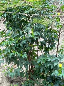 a small green tree with green leaves in the dirt at Casa califorb in Angola
