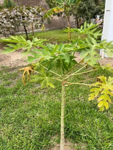 a small green plant in the grass at Casa califorb in Angola