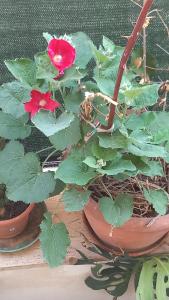 a plant with a red flower in a pot at Matrimoniale francese con bagno privato in Noicattaro