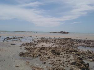 a beach with a bunch of seaweed on the sand at Casas Bennu Preá in Prea +23 photos