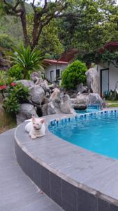 a cat sitting on a pillow next to a swimming pool at Tran Chau Garden Home in Cat Ba
