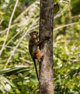 un mono sentado al lado de un árbol en Grand Freedom Udawalawe, en Udawalawe