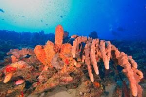 Paesaggio naturale nelle vicinanze della stanza in casa privata