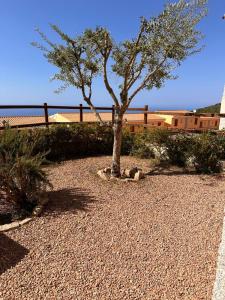 a tree in the middle of a gravel yard at Appartamento il Delfino - Beach House in Isola Rossa