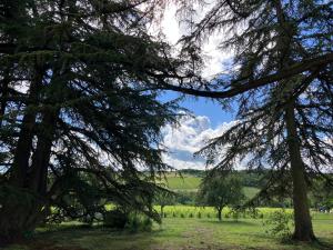 a view of a field through the trees at Gîte Les Cèdres in Pommiers