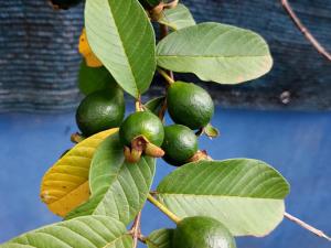Fotografie z fotogalerie ubytování La Prairie, maison bois v destinaci Sainte-Rose