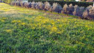 a field of grass with yellow flowers and trees at B&B Zvana's - Da Giovanna in Imola