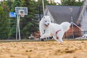 詹塔尔Domy Morskie Dog Friendly的一只白狗在泥地上奔跑