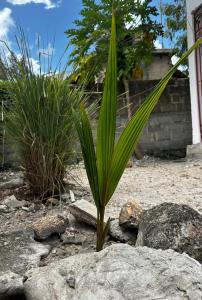 a palm tree sitting on top of a rock at paje zanzibar apartment in Paje