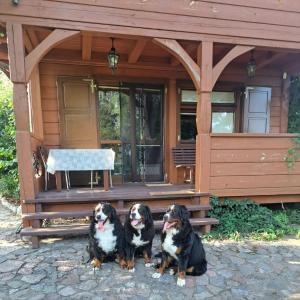 Zwierzęta zatrzymujące się w obiekcie Sosnowy domek w rezerwacie nad Narwią