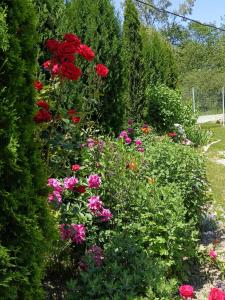 Fotografie z fotogalerie ubytování Vila Eivissa v destinaci Porumbacu de Sus + 24 fotografií