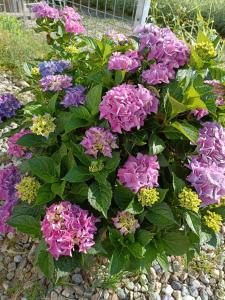 Fotografie z fotogalerie ubytování Vila Eivissa v destinaci Porumbacu de Sus