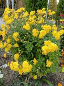 Fotografie z fotogalerie ubytování Vila Eivissa v destinaci Porumbacu de Sus