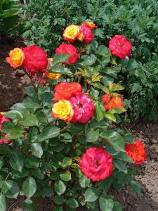 Fotografie z fotogalerie ubytování Vila Eivissa v destinaci Porumbacu de Sus