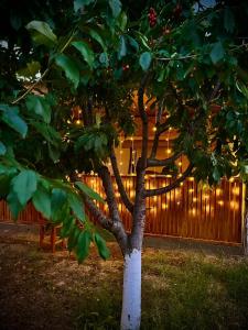Κήπος έξω από το Red House