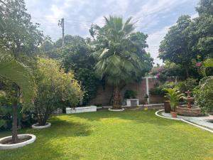 a garden with palm trees and a brick wall at Casa con alberca de Don Vico in Yautepec de Zaragoza