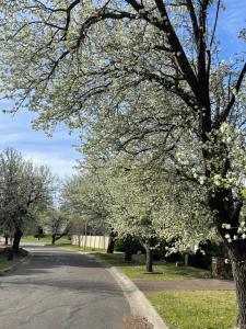 un arbre aux fleurs blanches sur le côté d'une route dans l'établissement Katzy's Kottage, à Bowral 5 autres photos