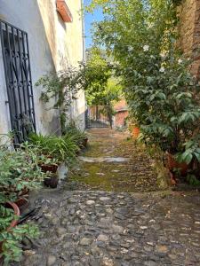 A garden outside Casa Relax, un uliveto sul mare.