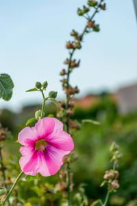 a pink flower on a plant in a field at Huisje123 - Ecohuisjes Terschelling in Midsland