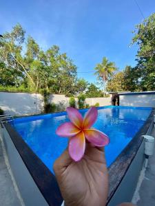 a person holding a flower in their hand next to a swimming pool at Npdc Comfy Hotel in Toyapakeh +8 photos