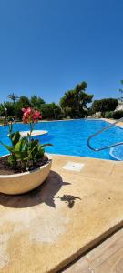 グラン・アラカントにあるCasa Azul de Agnesの水場の隣の鉢植え