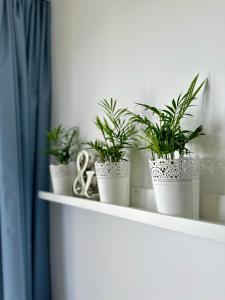 a shelf with four potted plants on it at Vidok Residence Apartments in Młoszowa